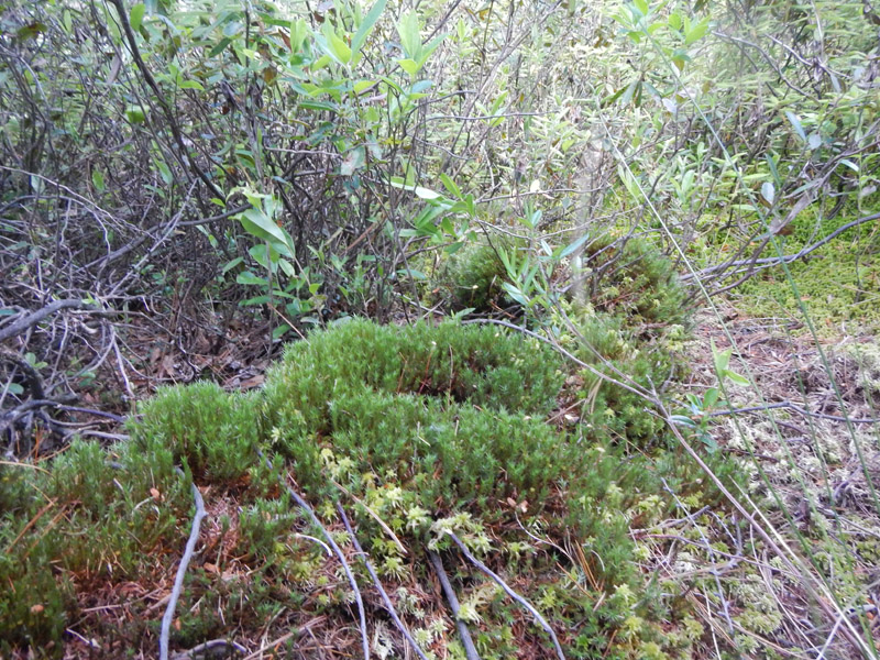 Polytrichum strictum
